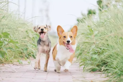 Best Dog Parks in The Woodlands, TX